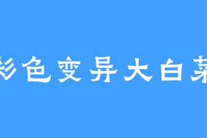 彩色变异大白菜