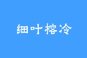 细叶榕冷
