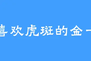 喜欢虎斑的金一